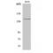 Mitogen-Activated Protein Kinase Kinase Kinase Kinase 4 antibody, LS-C383923, Lifespan Biosciences, Western Blot image 