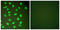 Minichromosome Maintenance Complex Component 2 antibody, abx013137, Abbexa, Western Blot image 