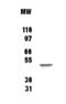 TNF Receptor Superfamily Member 19 antibody, ALX-210-801-C100, Enzo Life Sciences, Western Blot image 