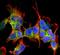 Ankyrin-3 antibody, NBP2-59310, Novus Biologicals, Immunofluorescence image 