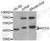 Neutrophil Cytosolic Factor 4 antibody, A2096, ABclonal Technology, Western Blot image 