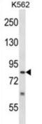 SUMO Specific Peptidase 5 antibody, abx028031, Abbexa, Western Blot image 