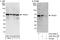 TNF receptor-associated factor 2 antibody, A303-460A, Bethyl Labs, Immunoprecipitation image 