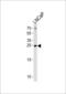 Fortilin antibody, LS-C160151, Lifespan Biosciences, Western Blot image 