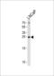 Tumor Protein, Translationally-Controlled 1 antibody, LS-C160151, Lifespan Biosciences, Western Blot image 