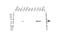 Receptor Interacting Serine/Threonine Kinase 3 antibody, VMA00393, Bio-Rad (formerly AbD Serotec) , Western Blot image 