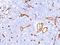 CD34 antibody, M00885, Boster Biological Technology, Immunohistochemistry frozen image 