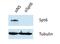 SPT6 Homolog, Histone Chaperone And Transcription Elongation Factor antibody, NB100-2582, Novus Biologicals, Western Blot image 