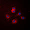 Cyp17 antibody, LS-C352100, Lifespan Biosciences, Immunofluorescence image 