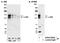 KIT antibody, A303-252A, Bethyl Labs, Immunoprecipitation image 