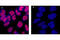 CAMP Responsive Element Binding Protein 1 antibody, 9197T, Cell Signaling Technology, Immunocytochemistry image 