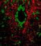 Tachykinin Precursor 1 antibody, ab10353, Abcam, Immunohistochemistry frozen image 