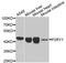 Purinergic Receptor P2Y1 antibody, A03309, Boster Biological Technology, Western Blot image 