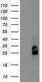 Phosphomevalonate Kinase antibody, CF503448, Origene, Western Blot image 