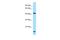 Lipase Family Member M antibody, A08118, Boster Biological Technology, Western Blot image 