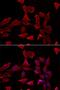 Cytochrome C Oxidase Subunit 5A antibody, orb247437, Biorbyt, Immunofluorescence image 