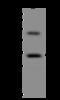 Oxidative Stress Responsive Serine Rich 1 antibody, 205747-T40, Sino Biological, Western Blot image 