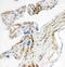 CD34 antibody, PA1334, Boster Biological Technology, Immunohistochemistry frozen image 