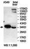 Lin-28 Homolog A antibody, orb78203, Biorbyt, Western Blot image 