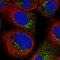 A-Kinase Anchoring Protein 9 antibody, HPA026109, Atlas Antibodies, Immunofluorescence image 