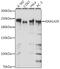 Vir Like M6A Methyltransferase Associated antibody, 16-489, ProSci, Western Blot image 