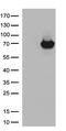 Arylsulfatase B antibody, TA812949S, Origene, Western Blot image 