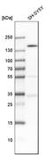 TUB Like Protein 4 antibody, HPA005445, Atlas Antibodies, Western Blot image 