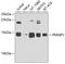 Phorbol-12-myristate-13-acetate-induced protein 1 antibody, 23-907, ProSci, Western Blot image 