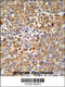 AlkB Homolog 3, Alpha-Ketoglutaratedependent Dioxygenase antibody, 63-586, ProSci, Immunohistochemistry paraffin image 