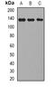 CD22 Molecule antibody, abx225086, Abbexa, Western Blot image 