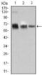 TRAF-Type Zinc Finger Domain Containing 1 antibody, MA5-17190, Invitrogen Antibodies, Western Blot image 