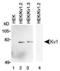 RAK antibody, PA5-23005, Invitrogen Antibodies, Western Blot image 