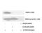 Platelet Derived Growth Factor Receptor Beta antibody, A00096Y1021-1, Boster Biological Technology, Western Blot image 