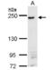 Dynamin Binding Protein antibody, NBP2-16203, Novus Biologicals, Western Blot image 