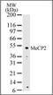 Methyl-CpG Binding Protein 2 antibody, orb87940, Biorbyt, Western Blot image 