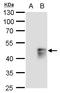MAF BZIP Transcription Factor B antibody, GTX129437, GeneTex, Western Blot image 