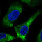 PDIA3 antibody, AMAb90988, Atlas Antibodies, Immunofluorescence image 