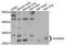 AlkB Homolog 6 antibody, abx135923, Abbexa, Western Blot image 