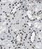 Pinin, Desmosome Associated Protein antibody, FNab06459, FineTest, Immunohistochemistry frozen image 