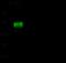 P-selectin glycoprotein ligand 1 antibody, GTX02089, GeneTex, Western Blot image 
