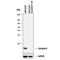 Cystatin B antibody, AF1408, R&D Systems, Western Blot image 