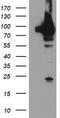 Putative endoplasmin-like protein antibody, TA504202, Origene, Western Blot image 