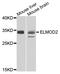 ELMO Domain Containing 2 antibody, A12791, Boster Biological Technology, Western Blot image 