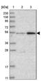 Abraxas 2, BRISC Complex Subunit antibody, PA5-58026, Invitrogen Antibodies, Western Blot image 