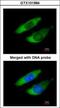 Actin Related Protein 2/3 Complex Subunit 2 antibody, GTX101984, GeneTex, Immunofluorescence image 