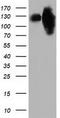 Microtubule Associated Monooxygenase, Calponin And LIM Domain Containing 1 antibody, TA501893, Origene, Western Blot image 