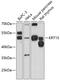 Keratin 15 antibody, 14-283, ProSci, Western Blot image 