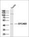 SEM1 26S Proteasome Complex Subunit antibody, orb183208, Biorbyt, Western Blot image 