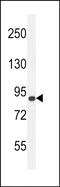 ArfGAP With GTPase Domain, Ankyrin Repeat And PH Domain 9 antibody, PA5-48189, Invitrogen Antibodies, Western Blot image 