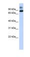 SIX Homeobox 4 antibody, orb324789, Biorbyt, Western Blot image 